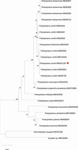 Fig. 4 Phylogenetical analysis of P. xanthii and Podosphaera sp. The neighbour joining tree was constructed in MEGA software with 1000 bootstrap replicates and p-distance method. The bar indicates a distance of 0.020. Red dot highlights P. xanthii. Arthrocladiella mougeotii and Erysiphe sp. were included as outgroup.