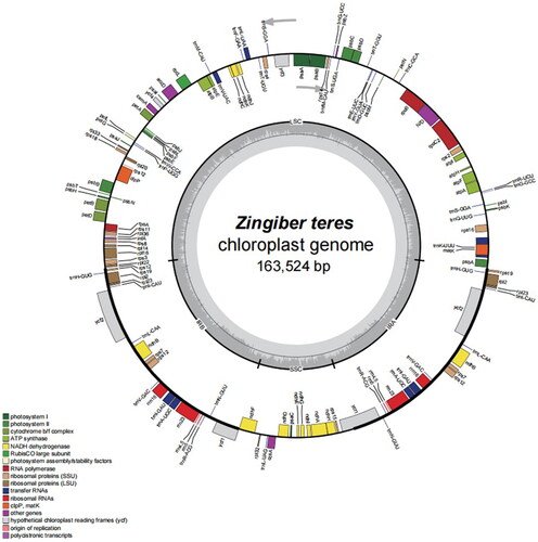 Figure 2. Map of the whole Z. teres chloroplast genome. Genes marked outside the circle are transcribed counterclockwise, and genes marked inside the circle are transcribed clockwise. The gray arrow indicates gene orientation. The tRNA genes are indicated by the one-letter code of amino acids with anticodons. LSC, large single-copy region; IR, inverted repeat; SSC, small single-copy region. Genes belonging to different functional groups are shaded differently. The innermost first ring in black indicates the chloroplast genome size of Z. teres. The innermost darker gray indicates the GC content, and the lighter gray indicates the at content.