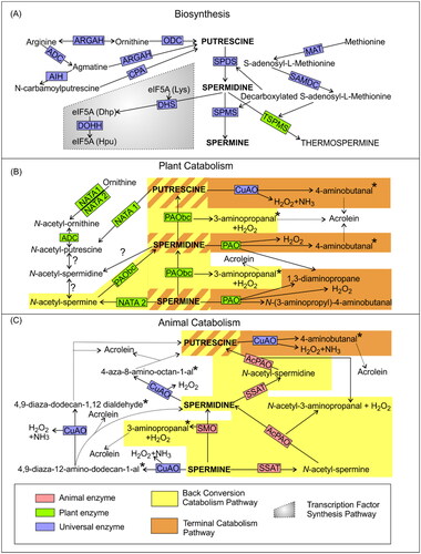 Figure 1. Polyamine metabolic pathways in plants and animals. (A) Biosynthetic pathways are common between plants and animals, except for one reaction that leads exclusively to the formation of thermospermine in plants. (B) Animal catabolism pathways. (C) Plant catabolism pathways. Enzymes specific for plants are marked in green, enzymes exclusive for animals are marked in red, universal enzymes are marked in blue. Dotted arrow lines indicate spontaneous aldehyde decomposition into the toxic compound known as acrolein. Grey box indicates transcription factor synthesis pathway. Yellow boxes indicate conversion catabolism pathways. Orange boxes indicate terminal catabolism pathways. The question mark (?) indicates poorly understood pathways. Asterisk denotes unstable aldehydes that can spontaneously decompose into acrolein. AcPAO: acetylpolyamine oxidase; ADC: arginine decarboxylase; AIH: agmatine iminohydrolase; ARGAH: arginase/agmatinase; CPA: N-carbamoylputrescine aminohydrolase; CuAO: copper-containing amine oxidases; DHS: deoxyhypusine synthase; DOHH: deoxyhypusine hydroxylase; MAT: S-adenosyl-L-methionine synthetase; NATA: N-acetyltransferase activity; ODC: ornithine decarboxylase; PAO: polyamine oxidase; PAObc: polyamine back conversion oxidase; SAMDC: S-adenosyl-L-methionine decarboxylase; SPDS: spermidine synthase; SMO: spermine oxidase; SPMS: spermine synthase; SSAT spermidine/spermine N1-acetyltransferase; TSPMS: thermospermine synthase.