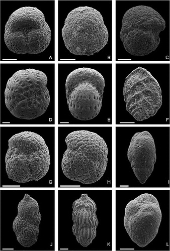 Figure 5. Representative Foraminifera from Tahuokaretu section, SEM micrographs. U24/fxxxx = sample (see Figures 3 and 4). FPxxxx = catalogue number of specimen in foraminiferal collections at GNS Science, Lower Hutt. Scale bar = 100 µm in all images. A) Globigerinatheka index (Finlay); sample U24/f1428 (Tahuokaretu section, Bortonian); figured specimen reference FP5569; apertural view. B) Globigerinatheka index (Finlay); sample U24/f1428 (Tahuokaretu section, Bortonian); figured specimen reference FP5570; spiral view. C) Globigerinatheka index (Finlay); sample U24/f1428 (Tahuokaretu section, Bortonian); figured specimen reference FP5571; side view. D) Elphidium saginatum Finlay; sample U24/f1423 (Tahuokaretu section, late Porangan); figured specimen reference FP5572; side/spiral view. E) Elphidium saginatum Finlay; sample U24/f1423 (Tahuokaretu section, late Porangan); figured specimen reference FP5573; front/apertural view. F) Aragonia zelandica Finlay; sample U24/f1431 (Tahuokaretu section, Bortonian); figured specimen reference FP5574. G) Acarinina primitiva (Finlay); sample U24/f1431 (Tahuokaretu section, Bortonian); figured specimen reference FP5575; oblique side/apertural view. H) Acarinina primitiva (Finlay); sample U24/ f1431 (Tahuokaretu section, Bortonian); figured specimen reference FP5576; spiral view. I) Bulimina bortonica Finlay; sample U24/ f1431 (Tahuokaretu section, Bortonian); figured specimen reference FP5577. J) Euuvigerina wanzea (Finlay); sample U24/ f1415 (Tahuokaretu section, Bortonian); figured specimen reference FP5578. K) Euuvigerina bortotara (Finlay); sample U24/ f1431 (Tahuokaretu section, Bortonian); figured specimen reference FP5579. L) Buliminella browni Finlay; sample U24/ f1428 (Tahuokaretu section, Bortonian); figured specimen reference FP5580.