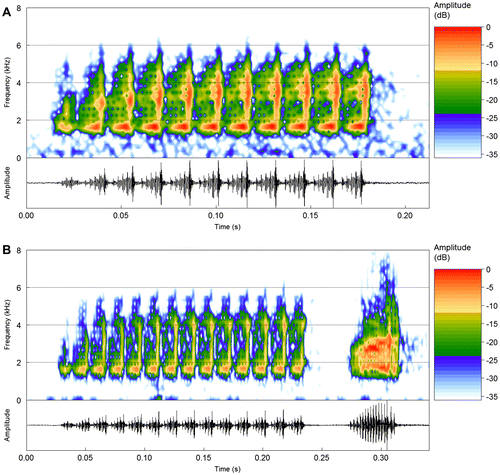 Figure 3. (a) and (b) Advertisement calls of S. haddadorum from the type locality (Barra do Garças, MT). Spectrogram and corresponding oscillogram of two recorded males: (a) sound file: Scinax_haddadorumBarraGarcasMT1fFSA_AAGb. (b) One advertisement call followed by the second type of note. Sound file: Scinax_haddadorumBarraGarcasMT4aAAGm671.
