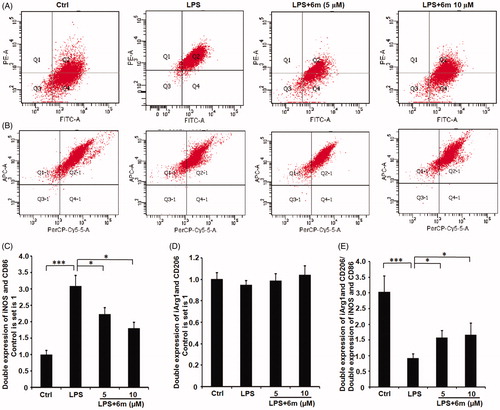 Figure 5. The effect of 6 m on the polarisation of LPS-stimulated BV2 microglia cells by flow cytometry. (A) iNOS and CD86 expression in LPS-stimulated BV2 microglia cells. (B) CD206 and Arg 1 expression in LPS-stimulated BV2 microglia cells. The number of (C) double stained iNOS and CD86, (D) double stained CD206 and Arg 1, and (E) relative expression of double stained (iNOS and CD86) and double stained (CD206 and Arg1) cells of LPS-stimulated BV2 microglia cells. Statistical significance is indicated: *p < .05, ***p < .01 versus LPS group (one-way ANOVA followed by Dunnett’s test). The data are representative of three independent experiments.