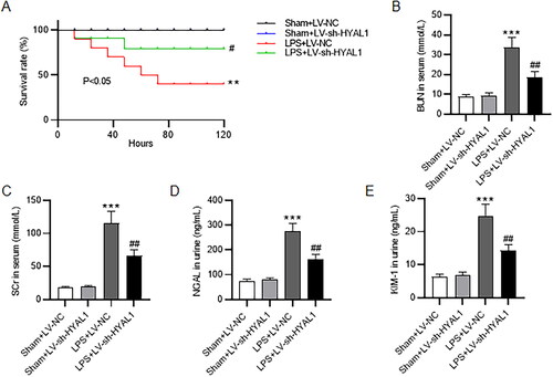 Figure 1. HYAL1 knockdown alleviated renal dysfunction in LPS mice. (A) Survival rates of mice in Sham + LV-NC, Sham + LV-sh-HYAL1, LPS + LV-NC and LPS + LV-sh-HYAL1 groups. (B, C) ELISA for measuring the levels of serum BUN and SCr in Sham + LV-NC, Sham + LV-sh-HYAL1, LPS + LV-NC and LPS + LV-sh-HYAL1 groups. (D, E) ELISA for measuring the levels of NGAL and KIM-1 in urine of mice in Sham + LV-NC, Sham + LV-sh-HYAL1, LPS + LV-NC and LPS + LV-sh-HYAL1 groups. N = 10 mice each group. ***p < .001 vs. Sham + LV-NC group; ##p < .01 vs. LPS + LV-NC group.