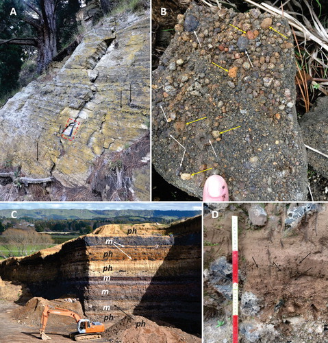 Figure 6. A – Overview of the half section pyroclastic succession of an emergent volcano (Kaiapo) near the city of Taupo, Taupo Volcanic Zone (hammer is for scale). Arrows indicate coarse-grained juvenile pyroclast-rich layers; B – Lapilli tuff from the middle section of the pyroclastic succession of the Kaiapo volcano. Larger angular juvenile, low-vesicularity pyroclasts arrowed with white. Some orange-brown coloured pyroclasts are juvenile palagonitized pyroclasts (yellow arrows); C – Pyroclastic succession of the Ohakune Volcanic Complex exposes alternating magmatic explosive (m) and phreatomagmatic explosive (ph) pyroclastic deposits (Taupo Volcanic Zone); D – Fine grained tuff of phreatomagmatic origin at Ohakune Volcanic Complex basal section with vertical pipes (arrows).