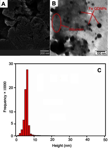 Figure 2 The SEM image (A), TEM image (B) dynamic light scattering as-synthesized iron oxide quantum dots prepared via co-precipitation-assisted hydrothermal method S1 (C).Abbreviations: SEM, scanning electron microscope; TEM, transmission electron microscopy