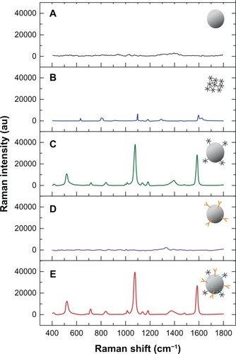 Figure 3 Raman spectra of Au/Ag core-shell colloids (A) and solid 4-mercaptobenzoic acid (B), as well as the surface-enhanced Raman scattering spectra of 4-mercaptobenzoic acid Au/Ag nanoparticles (C), latent membrane protein 1 Au/Ag nanoparticles (D), and 4-mercaptobenzoic acid latent membrane protein 1 Au/Ag nanoparticles (E), respectively.