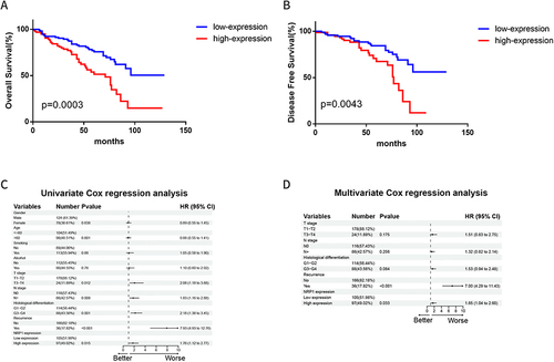 Figure 2 High level NRP1 expression indicates poor prognosis in HNSCC patients. (A) Kaplan–Meier analysis of overall survival based on NRP1 expression of HNSCC. (B) Kaplan–Meier analysis of disease-free survival based on NRP1 expression of HNSCC. (C) Univariate Cox proportional hazards regression analysis of patients with HNSCC. (D) Multivariate Cox proportional hazards regression analysis of patients with HNSCC.