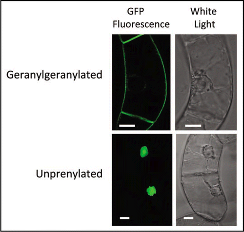 Figure 1 Geranylgeranylated GFP-BD-CVIL is localized to the plasma membrane in tobacco BY-2 cells, whereas unprenylated GFP-BD-CVIL (i.e., in the presence of Fos or OC) or GFP-BD-SVIL, which cannot be isoprenylated, is localized to the nucleus and nucleolus. Bars = 10 µm.