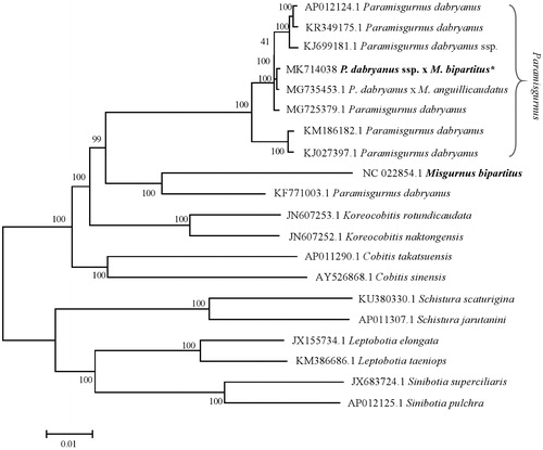 Figure 1. Phylogenetic relationship of the hybrid loach of P. dabryanus ssp. (female) and M. bipartitus (male) stock with other loach as inferred by entire mitogenome. * The hybrid loach (accession number: MK714038) in the position of the evolutionary tree. Trees were reconstructed using MEGA 7 program (ver. 7.0.26) with the neighbor-joining method. Numbers above branches are bootstrap values by 1000 replicates. The phylogenetic tree showed the hybrid loach to be one of the Paramisgurnus.