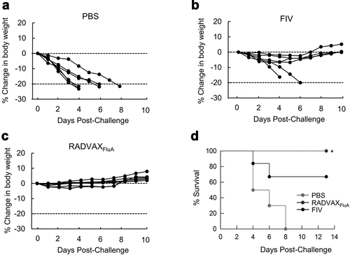 Figure 5. Protective efficacy of RADVAXFluA against CA0409 infection. (a-c) Mice were intranasally immunized twice with RADVAXFluA (n = 7, 5 × 104 TCID50), FIV (n = 6, 5 × 104 TCID50), or PBS (n = 6), followed by challenging with CA0409 (1.5 × 104 TCID50) 2 weeks after the final immunization. Body weight changes of (a) PBS-, (b) FIV-, and (c) RADVAXFluA-immunized mice were observed and recorded for 14 days. (d) Mice survival rates were monitored daily for up to 10 days post-infection. Mice were euthanized if they lost 20% of starting body weight. *P < .05 compared to the FIV-vaccinated group