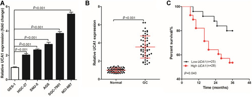 Figure 1 UCA1 expression in human gastric cancer cells and tissues. (A-B) qPCR was used to detect the expression of UCA1 in human gastric mucosal cells (GES-1) and human gastric cancer cells (HGC-27, SNU-5, AGS, AGS and NCI-N87) (A), in human gastric cancer tissues and normal tissues (B, C) log rank test was used to compare the difference of the three-year overall survival rate of different gastric cancer patients basing on UCA1 expression. UCA1 expression was shown as mean ±SD, and three-year overall survival rate was shown as a percentage;. p-value was calculated by post hoc comparisons in (A and B) and by log rank test in (C).