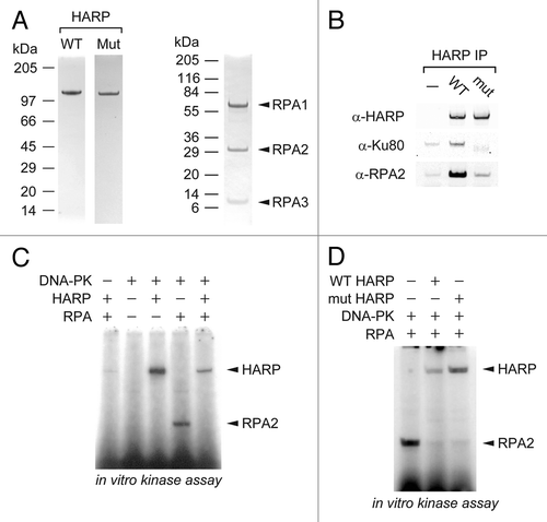 Figure 3. Interaction and kinase activity of DNA-PK with HARP and RPA. (A) Purified wild-type (WT) or mutant (Mut) HARP proteins were purified by a baculovirus system and incubated with bacterially expressed RPA and native DNA-PK. (B) The HARP proteins were then immunoprecipitated using anti-FLAG antibodies, and the immunoprecipitated material was analyzed by western blotting. (C) In vitro kinase assays were performed by incubating purified DNA-PK with HARP, RPA, [32P]-labeled ATP and plasmid DNA. The proteins were then resolved by SDS-PAGE and analyzed by phosphorimaging analysis. (D) The in vitro kinase assays were performed in the presence of equal amounts of WT or Mut HARP proteins.