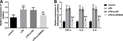 Figure 4 (A) Interference of NORAD reversed the elevated levels of NORAD elicited by LPS. (B) The concentration of IL-6, IL-8, and TNF-α was increased in LPS-stimulated RAW264.7 cells, while the absence of NORAD reversed the high levels of IL-6, IL-8, and TNF-α. ***P < 0.001, compared to control group; &&P < 0.01, &&&P < 0.001, compared to LPS group.