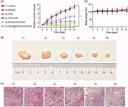 Figure 8. In vivo anti-tumour effects of RBC@BPQDs-DOX/KIR. (A) Tumour growth patterns after various treatments for 14 days. Tumour volumes were normalized to baseline values. (B) The body weight changes of Hela xenograft model during treatments were normalized to baseline values. (C) Representative images of tumours after intravenous injection of different formulations at day 14. (D) The histological observation of the tumour tissues after the treatment with different formulations stained with haematoxylin and eosin (H&E). Scale bar: 10 μm. Data are mean ± SD (n = 3). **p<.01.