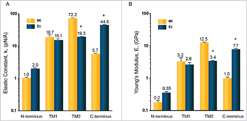 Figure 5. Mechanical properties of MtMscL and EcMscL α-helices in the presence of water measured by all-atom steered molecular dynamic (SMD) simulation. We used constant-force (CF) method here to estimate (A) the elasticity constant and (B) the Young's modulus. The elasticity constant is between 1.0 to 72.2 pN/Å (Young's moduli are between 0.2 to 12.5 GPa). Overall, the mechanical properties of MscL α-helices of both species are similar to each other except for their TM2 and C-terminal helices. TM2 helix in MtMscL is almost 4 times stiffer than the TM2 helix of EcMscL. But the C-terminal helix of EcMscL is about 8 times stiffer than the C-terminal helix of MtMscL. The values of Young's moduli are Mean ± SEM for n = 3. Each Young's modulus is obtained from the stress-strain graphs exemplified in Fig. 3. Student's t-test was used for statistical analysis between each α-helix in MtMscL with its corresponding α-helix in EcMscL. The differences were considered significant for *p-value < 0.05.