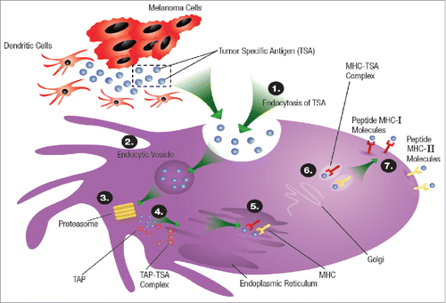Figure 2. Phagocytosis of tumor antigens by dendritic cells (DCs) and the antigen-presenting machinery that helps load the tumor peptides onto MHC-II molecules on the DC surface; 1) Endocytosis of tumor specific antigen (TSA), 2) Formation of endocytic vesicle that transports the tumor specific antigens into the cytosol, 3) the tumor specific antigens are degraded in the cytosol by proteasomes that degrades the proteins into peptides, 4) The tumor peptides are transported to the endoplasmic reticulum (ER) by transporter associated with antigen processing (TAP), 5) In the ER the tumor peptides are loaded on the MHC I or MHC II molecules to form complexes that (6) that moves through the Golgi apparatus and got displayed on the dendritic cell wall where they interact with the T cell receptors.