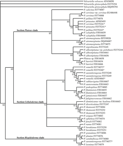 Figure 2. Phylogenetic tree generated by MP analysis of ITS + 5.8S region. The tree is rooted using Volvariella gloiocephala and V. volvacea. The BS numbers are shown before the nodels. *Voucher materials that need revision to confirm the identification, see discussion in the text.