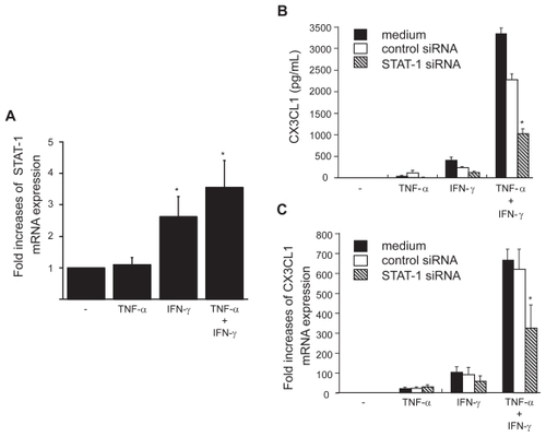 Figure 6 STAT-1 expression in OBs and its role in the induction of CX3CL1 expression. (A) Real-time RT-PCR analysis revealed enhanced expression of STAT-1 mRNA in RA OBs incubated for 4 h with TNF-α (20 ng/mL) plus IFN-γ (1000 U/mL) and in RA OBs incubated with IFN-γ alone. (B and C) Effects of STAT-1-specific siRNA on CX3CL1 secretion and expression. RA OBs transfected with either STAT-1-specific siRNA or negative control siRNA were incubated for 24 h (B) or 4 h (C) with TNF-α (20 ng/mL) plus IFN-γ (1000 U/mL), after which culture supernatants (B) or total RNA (C) was isolated and ELISA or real-time PCR for CX3CL1 was conducted. Data are means ± SEM from three independent experiments. *p < 0.05 vs medium alone (A), *p < 0.05 vs TNF-α/IFN-γ with control siRNA (B and C).