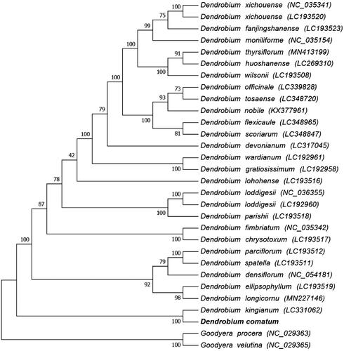 Figure 1. Phylogenetic relationships of 29 species based on the maximum-likelihood (ML) analysis of chloroplast genomes.