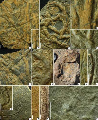 Figure 12. Trace fossils from the “lower siltstone” interval of the Torneträsk Formation. A–F. cf. Palaeophycus tubularis Hall, Citation1847; G–H. Palaeophycus isp.; I–N. Archaeonassa isp.; O. cf. Monomorphichnus isp. A. Densely meshed sand-filled, silt-lined trails in positive hyporelief on the underside of a sandstone bed; X00010229. B. Longitudinally creased portion of a burrow in positive hyporelief; X00010229. C. Markedly curved and apparently branched trails with irregularly ornamented surface in positive hyporelief; X00010216. D. Burrow with acute apparent forking in positive hyporelief; X00010229. E. Longitudinally creased intersecting trails in positive hyporelief; X00010210. F. Longitudinally creased cross-cutting trails in positive hyporelief; X00003532. G. Gently curved, broad, sand-filled trail in positive hyporelief; X00010181. H. Strongly curved, broad, sand-filled trail in positive hyporelief; specimen photographed in the field. I. Slender grooved trail in epirelief; X00010219. J. Deeply grooved trail with raised margins and weak oblique striae on walls; X00010172. K. Strongly curved trail with weakly raised margins in epirelief; X00010187. L. Broadly curved intersecting trails in epirelief; X00010172. M. Synthetic mould of weakly curved trail with weak meniscate ornament; X00010204. N. Broad shallow trail with weakly raised margins in epirelief; X00010164. O. Two sets of parallel ridges and intervening troughs separated by an intervening low ridge; X00010220. Scale bars = 10 mm
