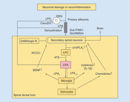 Figure 1. Feed-forward LPA-mediated mechanisms in neuropathic pain following nerve damage or neuroinflammation.Peripheral nerve damage and following neuroinflammatory events cause intense nonphysiological pain signals to spinal dorsal horn neurons, in which cPLA2 and iPLA2 are activated, followed by a production of enough amounts of LPC. Some aliquots of LPC released from stimulated neurons are converted to LPA by autotaxin (lysophospholipase D), Thus, produced LPA in turn activates microglia and produces cytokines, such as IL-1β, which activates neuron and stimulates cPLA2 and iPLA2. and presumably also secretory sPLA2. Thus, the initial intense nonphysiological activation of spinal dorsal horn neurons may lead to a feed-forward LPA production, and possibly to a cause of chronic pain. LPA also goes back to DR fibers and DRG, where LPA1-mediated demyelination underlying allodynia and upregulation of Cavα2δ1 and ephrin B1 underlying hyperalgesia are caused. These mechanisms also contribute to the functional feed-forward system of pain transmission. On the other hand, LPA has an action of BDNF production in microglia through an activation of P2X4 receptor by secreted ATP. As BDNF is known to decrease neuronal plasma membrane KCC2 levels and increase cytosolic Cl- ion levels, resulting in a conversion of GABAA receptor function from inhibitory to excitatory one. All these mechanisms may play roles in the development of neuropathic pain [Citation24]. Astrocyte activation, on the other hand, may be also involved in the maintenance of neuropathic pain through a production of chemokines [Citation41].DRG: Dorsal root ganglion; LPA: Lysophosphatidic acid; LPC: Lysophosphatidyl choline.
