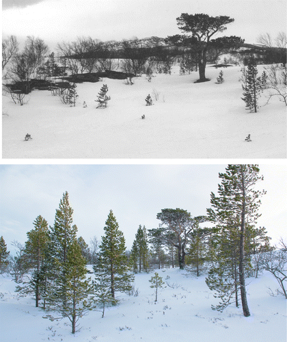 Fig. 11. Upper: permanent plot with a few low-growing saplings surrounding a putative ‘mother’ tree (Photo: Leif Kullman, 21 April 1985); Lower: the stand expanded in terms of size and number of individuals since 1985 (Photo: Leif Kullman, 28 January 2013)
