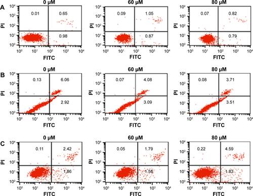 Figure S2 Flow cytometry analysis of apoptosis in noncancer cells.Notes: (A) Normal human liver L-O2 cells, (B) human embryonic kidney HEK 293 cells, and (C) mouse NIH/3T3 fibroblast cells. Treatment with 60 μM and 80 μM Echinacoside for 24 h did not change the percentage of apoptotic cells in these noncancer cell lines.Abbreviations: h, hours; PI, propidium iodide; FITC, fluorescein isothiocyanate.