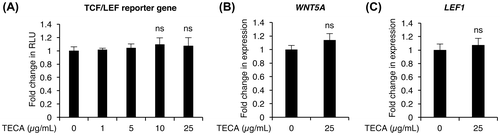 Fig. 3. Effects of TECA treatment on Wnt/β-catenin signaling activity in 3D spheroid cultured HDP cells.