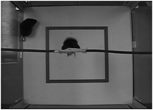 Figure 2. Black-and-white image of the testing chamber, with a view directly from above, showing two animals in the chamber (one in the TST and one in the OF). Identical chambers were used for the concurrent and separate testing conditions. In the concurrent group, both the TST model and OF observer were placed in the same chamber at the same time (as shown here); in the separate testing group, the TST animal and OF animal were each tested individually, in two separate, identical chambers in different locations (at the same time).
