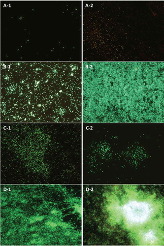 Figure 2. Biofilms of: (A) S. aureus, E. coli (B), L. monocytogenes (C), and P. aeruginosa (D). Biofilms formed on stainless steel, without washes (A-1, B-1, C-1, and D-1), and with three washes (A-2, B-2, C-3, and D-2). Epifluorescent images obtained with LIVE/DEAD® stain. Viable cells stained in green colour and not viable cells in red. (All figures at 40× magnification).Figura 2. Biofilms de: (A) S. aureus, E. coli (B), L. monocytogenes (C), y P. aeruginosa (D). Los biofilms se formaron en acero inoxidable, sin enjuagues (A-1, B-1, C-1, y D-1), y con tres enjuagues (A-2, B-2, C-3, y D-2). Las imágenes de epifluorescencia directa se obtuvieron mediante la aplicación del colorante LIVE/DEAD®. Las células viables se tiñeron de verde y las no viables de rojo. (Todas las figuras aparecen con un aumento de 40×.)