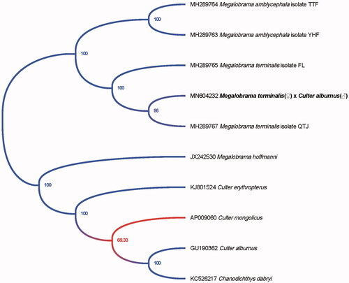 Figure 1. Phylogenetic tree of the hybrid of M. terminalis(♀) × C. alburnus(♂) and 9 species in the genus Megalobrama and Culter inferred by using the maximum likelihood (ML) method based on the complete mitochondrial genome data.
