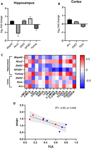 Figure 6. rLFD significantly modulates gene expression in the hippocampus and cortex. Significant log2 fold changes in mRNA expression in a rLFD (n = 5) in comparison to a chow (n = 5) diet in the hippocampus (A) and the cortex (B) (p < 0.05). (C) Heatmap displaying Spearman rank correlation between genes significantly modulated by rLFD and bile acids in the brain. * = p < 0.05. (D) TCA concentration in the brain is significantly modulated by rLFD and is correlated with NF-κB1 signalling in the hippocampus. Blue = chow diet. Red = rLFD. Shaded region displays 95% confidence interval.