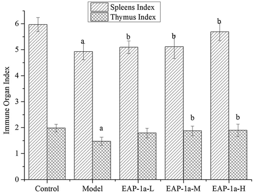 Figure 4. Effects of EAP-1a on the spleen index (a) and thymus index (b). Note: ap < 0.05 when compared with control; bp < 0.05 when compared with model.Figura 4. Efectos del EAP-1a en los índices esplénico (a) y del timo (b). Nota: ap < 0.05 comparado con el control; bp < 0.05 comparado con el modelo.