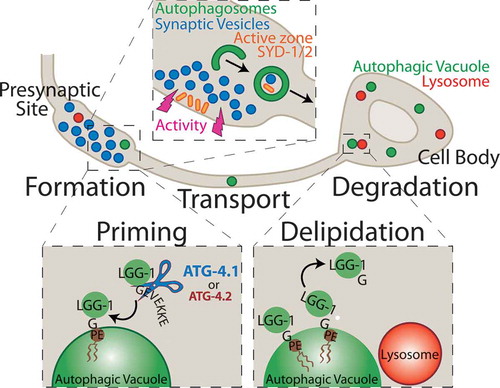 Figure 1. The schematic illustrates a model for synaptic autophagy across the cell biology of the neuron. Formation: Autophagosomes form at presynaptic sites dependent on neuronal activity, likely engulfing synaptic substrates including synaptic vesicle proteins and active zone proteins. Priming: Autophagy cysteine protease isoforms, primarily ATG-4.1, and also ATG-4.2, cleave the C-terminal end of LGG-1 to expose a terminal glycine residue, which is then conjugated onto the phagophore membrane at a phosphatidylethanolamine (PE) phospholipid to promote autophagosome formation. Transport: Autophagic vacuoles at the synapse are transported in a net retrograde fashion along the axon towards the cell body. Delipidation: The ATG-4.2 isoform, but not the ATG-4.1 isoform, cleaves LGG-1/2 off of the autophagosomal membrane to promote autophagosome maturation. Degradation: Autophagic vacuoles then fuse with acidic lysosomes and are degraded.