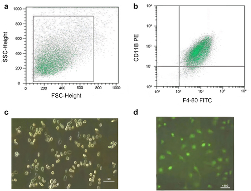 Figure 1. Identification of mouse peritoneal macrophages.