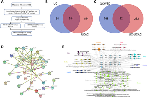 Figure 2 Shared targets between QCWZD targets and UC-UCAC targets. (A) Workflow of gene extraction and creation process; (B) 284 overlapping targets for UC and UCAC; (C) 32 targets between QCWZD and UC-UCAC targets; (D). PPI for 32 overlapping targets Network diagram; (E) The herb-compound-overlapping target network of QCWZD.