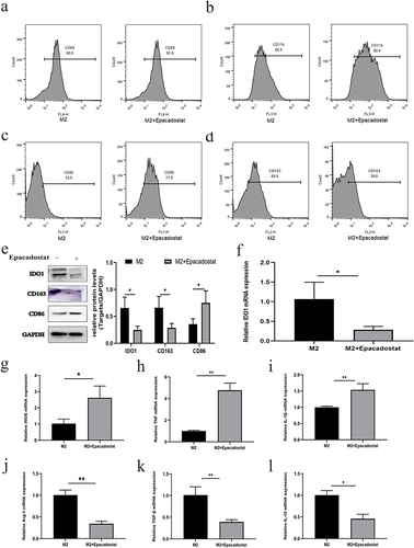 Figure 5 The effect of IDO1 expression on macrophage polarization. (a) The expression of CD11b by flow cytometry. (b) The expression of CD68 by flow cytometry. (c) The expression of CD86 by flow cytometry. (d) The expression of CD163 by flow cytometry. (e) The protein expression of CD86, CD163, and IDO1. (f) The IDO1 mRNA expression level. (g–l) The mRNA expression levels of M1-related genes (iNOS, TNF-a and IL-1β) and M2-related genes (Arg-1, TGF-β, and IL-10) (**p<0.01; *p<0.05).