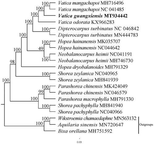 Figure 1. A Phylogenetic tree was constructed based on 21 complete chloroplast genome sequences. All the sequences were downloaded from NCBI GenBank.0.