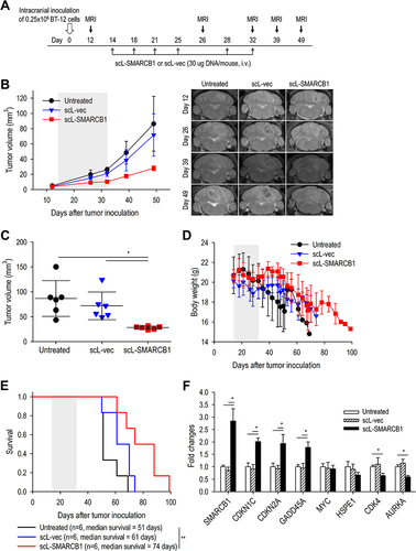 Figure 5 scL-SMARCB1 nanocomplex improves the survival of mice bearing intracranial BT-12 tumor. Athymic mice with intracranial BT-12 tumor xenografts were randomized to therapy with scL-SMARCB1 or scL-vec. (A) Treatment schedule. Mice received total 6 injections of scL-SMARCB1 (30 μg/injection, twice weekly for 3 weeks, N = 6/group). (B) Comparison of tumor growth between treatment groups (left panel). MRI images were evaluated to determine tumor volume. Representative MRI images (right panel). Gray box indicates the treatment period. *p<0.05. (C) MRI-based measurement of tumor volume on day 49. *p<0.05. (D) Comparison of body weight changes between treatment groups. (E) Kaplan–Meier survival curves of mice. Log Rank test, **p<0.01. N = 6/group. (F) RT-qPCR analysis of transcriptional expression of genes related to ATRT progression. *p<0.05.