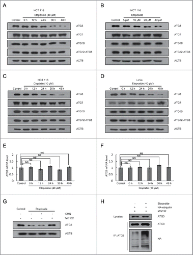 Figure 1. ATG3 is degraded in response to treatment with DNA-damaging drugs. (A) HCT116 cells were treated with DMSO or etoposide (40 μM) for 3 h and then incubated with fresh medium for the indicated time. Western blotting was performed to detect different ATG proteins. (B) HCT116 cells were treated with etoposide at various concentrations for 3 h and then incubated with fresh medium for 48 h. (C, D) Cisplatin (10 μM) (C) or etoposide (40 μM) (D) were introduced into HCT116 or LoVo cells, respectively. Cells were then treated as described in (A). (E, F) HCT116 cells were treated with etoposide (E) or cisplatin (F) as indicated, and then quantitative PCR (qPCR) was used to measure the mRNA levels of ATG3. The data are presented as the mean ± SD (n = 3). NS, no significance. (G) HCT116 cells were treated with etoposide for 3 h and then incubated with fresh medium for 48 h in the presence or absence of CHQ (10 μM) or MG132 (1 μM). Western blotting was performed to detect endogenous ATG3 protein levels. (H) HCT116 cells were transfected with HA-ubiquitin. Cells were treated 24 h after transfection with or without etoposide for 3 h and then incubated in fresh medium for 48 h. MG132 (1 μM) was added 12 h before collection. Cell lysates were immunoprecipitated with an anti-ATG3 antibody and blotted with an anti-ATG3 or anti-HA antibody.