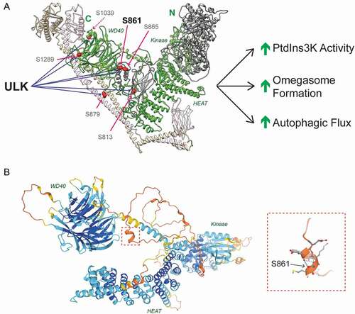 Figure 1. ULK regulates PtdIns3K activity by phosphorylating PIK3R4/VPS15. (A) Human PtdIns3K complex II with PIK3C3/VPS34 (gray), PIK3R4/VPS15 (green), BECN1 (beige) and UVRAG (pink).. PIK3R4/VPS15 domains are labeled in green. ULK phosphorylates PIK3R4/VPS15 at 6 sites, the major phosphoacceptor is serine 861. Phosphorylation promotes lipid kinase activity, omegasome formation and autophagic flux. (B) PIK3R4/VPS15 structural prediction from AlphaFold Protein Structural Database (see https://alphafold.ebi.ac.uk/entry/Q99570). Color indicates model confidence (navy = very high; aqua = confident; yellow = low; orange = very low). Serine 861 lies in the unstructured linker region connecting the HEAT and WD40 domains. The red dashed box indicates the region surrounding serine 861, which is magnified on the left hand side. Blue dashed lines indicate hydrogen bonds stabilizing the alpha helix