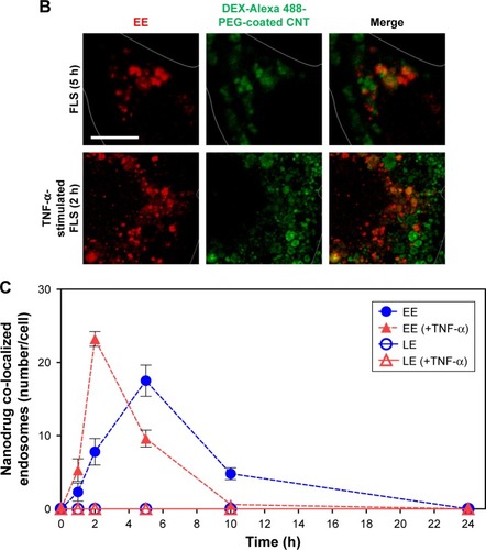 Figure 4 Intracellular nanodrug delivery in TNF-α-stimulated FLS.Notes: (A) Time-dependent co-localization of Alexa 488-labeled DEX-PEG-coated CNT (green) and EE (red, anti-EEA1) in FLS and TNF-α-stimulated FLS were visualized by fluorescence microscopy. Scale bar: 20 μm. (B) Magnified image shows co-localization regions of Alexa 488-labeled DEX-PEG-coated CNT with EE in FLS (5 h) and TNF-α-stimulated FLS (2 h). Scale bar: 20 μm. (C) Time-dependent co-localization of Alexa 488-labeled DEX-PEG-coated CNT with EE (red, EEA1) and LE for FLS and TNF-α-stimulated FLS were counted. The high formation rate and number of EE vesicles were shown in TNF-α-stimulated FLS at 2 h and in normal FLS at 5 h. No notable co-localization of Alexa 488-labeled DEX-PEG-coated CNT with LE was detected. All data represent mean ± SEM (n=10).Abbreviations: CNT, carbon nanotube; DEX, dexamethasone; EE, early endosome; EEA1, early endosome antigen-1; FLS, fibroblast-like synoviocytes; LE, late endosome; PBS, phosphate-buffered saline; PEG, polyethylene-glycol; SEM, standard error of the mean; TNF-α, tumor necrosis factor-α.