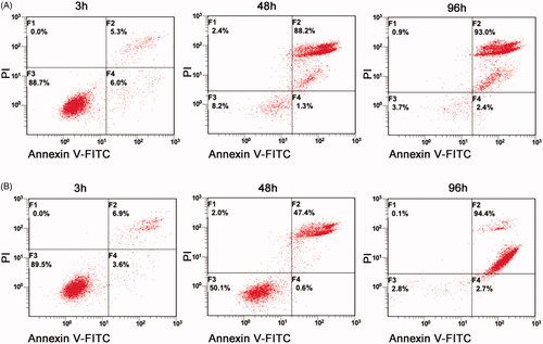 Figure 4. TC-E-5003 and TC-E-5003-INEI showed stronger activity to induce A549 cells apoptosis and cell necrosis. (A) A549 cells were stimulated with TC-E5003 (0.6 µM) for 3 h, 48 h and 96 h, then cells were stained using propidium iodide (PI) and annexin V and analyzed by fluorescence-activated cell sorting (FACS). (B) A549 cells were stimulated withINEI-TC-E-5003 (0.6µM) for 3 h, 48 h and 96 h, then cells were stained using propidium iodide (PI) and annexin V and analyzed by fluorescence-activated cell sorting (FACS).