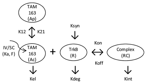 Figure 2. Schematic representation of the TMDD model. Ka and F denote the SC absorption rate and bio-availability, respectively. The Kel, K12 and K21 denote the first order rate constants corresponding to serum elimination, serum to peripheral, and peripheral to serum distribution, respectively. TrkB receptor internalization rate (Kint), baseline levels (R0), and turnover rate (Kdeg) are incorporated into the model along with the association (Kon) and dissociation (Koff) rate constants of TAM-163 binding to TrkB receptor. Ac and Ap denote antibody amount in central and peripheral compartment, respectively.