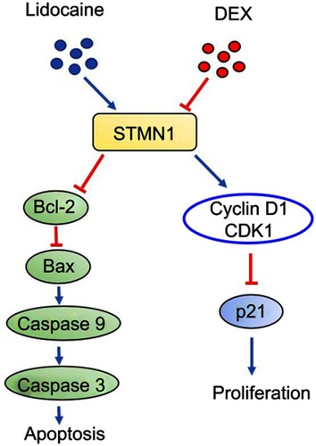 Figure 7 The possible mechanism by which DEX alleviates neurotoxicity provoked by lidocaine in PC12 cell.