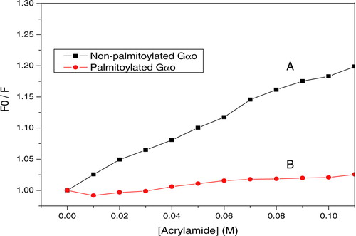 Figure 10.  Fluorescence quenching of Gαo bound BODIPY FL-GTPγS probe with acrylamide. The assay system contained 50 nM BODIPY FL-GTPγS and 500 nM either non-palmitoylated Gαo(▪) or palmitoylated Gαo(•). The acrylamide quencher (0∼0.11 M in 0.01 M increments) was added after the fluorescence level of Gαo bound BODIPY FL-GTPγS stabilized. Fluorescence change was monitored on a Hitachi 4500 Spectrofluorometer. This Figure is reproduced in colour in Molecular Membrane Biology online.