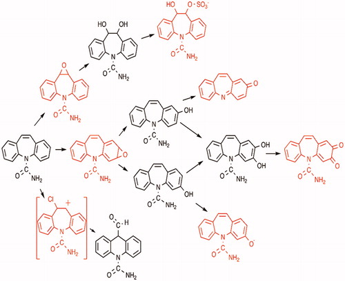 Figure 1. Possible reactive metabolites of carbamazepine (shown in red), which illustrates how difficult it can be to determine which chemical species is responsible for a given idiosyncratic drug reaction. The major metabolite of carbamazepine is the 10,11-epoxide. It has a relatively long half-life, and it is easily detected in the serum of patients taking carbamazepine. However, it is chemically reactive and forms protein adducts. Therefore, it could reach the skin and be responsible for skin rashes. However, as noted in the text, oxcarbazepine also causes serious skin rashes such as toxic epidermal necrolysis, and the same HLA gene is a risk factor; however, oxcarbazepine cannot form a 10,11-epoxide. The 10,11-epoxide is hydrolyzed to a diol and this could form a sulfate conjugate, which is a benzylic sulfate analogous to the sulfate of 12-hydroxynevirapine and predicted to be reactive. Carbamazepine is believed to form a 2,3-epoxide based on the observed 2-, and 3-hydroxycarbamazepine metabolites. However, this epoxide has not been detected in serum and is unlikely to reach the skin in significant concentrations. The 2,3-epoxide could be formed in the skin, but the cytochrome P450 levels in skin are low. The 2-hydroxycarbamazepine can be further oxidized to a reactive iminoquinone. This is likely to occur in the liver, but it can redox cycle back to 2-hydroxyiminostibine, which could reach the skin and be easily re-oxidized to the iminoquinone. There are many more resonance structures for the free radical of 3-hydroxycarbamazepine than for 2-hydroxycarba-mazepine, and such a free radical could easily be formed and cause oxidative stress. Either the 2- or 3-hydroxycarbamazepine could be oxidized to a catechol, and this could be further oxidized to a reactive o-quinone. Carbamazepine can also cause agranulocytosis and aplastic anemia. It is oxidized to an acridine derivative by myeloperoxidase, and this involves a ring contraction that presumably goes through a reactive carbocation intermediate. Thus there are many candidates for the chemical species that is responsible for serious carbamazepine-induced skin rashes, and it may be a combination of metabolites or it is also possible that carbamazepine itself could be responsible for causing skin rashes. (Adapted from Ju and Uetrecht [Citation1999], Lu et al. [Citation2008], and Yip and Pirmohamed [Citation2017]).