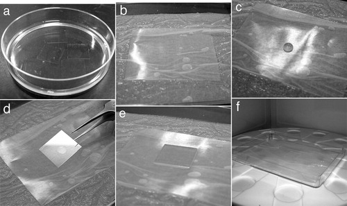 Figure 1. Materials and set-up of immunofluorescence microscopy with microwave irradiation. Cultured cells on coverslips measuring 18×18 mm were incubated with a DMEM/F12 culture medium (a). A drop (50 μl) of diluted blocking solution or antibody solution was dispensed onto the surface of a piece of wax film in the wet chamber (c). Cells were then placed upside down on the drop of blocking solution for 5 min (d and e) and placed in the microwave oven (f).