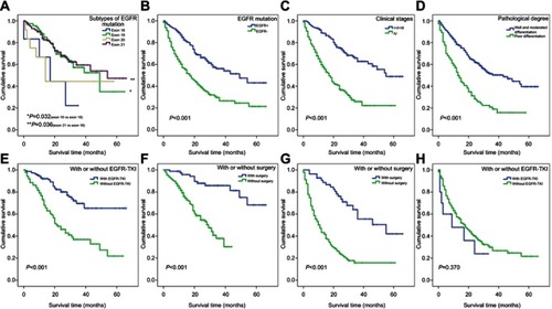 Figure 3 Kaplan–Meier curves for 424 cases of lung adenocarcinoma patients with different clinicopathological features.Notes: (A) Patients with exon 18 mutation had shorter OS than those with exon 19 and exon 21. (B–D) 424 cases of lung adenocarcinoma patients with wild-type EGFR gene, stage IV and poor differentiation had shorter survival. (E and F) 234 cases of mutant EGFR gene with EGFR-TKI treatment and surgery treatment had longer survival. (G and H) 190 cases of wild-type EGFR gene with surgery treatment had longer survival, but EGFR-TKI treatment was not significant (Kaplan–Meier analysis was used to plot the overall survival and statistical significance was assessed by log-rank test).Abbreviations: OS, overall survival; EGFR, epidermal growth factor receptor; EGFR-TKI, EGFR-tyrosine kinase inhibitor.