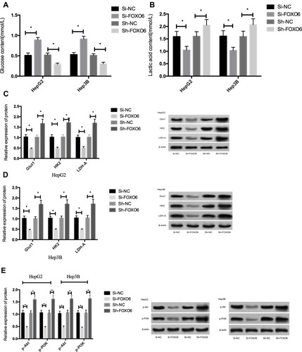 Figure 4 Effects of FOXO6 on glycolysis and PI3K/Akt signaling pathway in HCC cells. (A) Glucose content in the culture medium after transfection. (B) Lactic acid content in the culture medium after transfection. (C) Expression of glycolysis-related proteins in HepG2 cells. (D) Expression of glycolysis-related proteins in Hep3B cells. (E) Expressions of p-Akt and p-PI3K in HCC cells after transfection. *Indicates P<0.05.